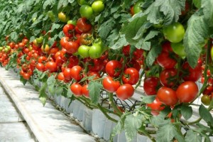 Jak uprawiać pomidory szklarniowe?